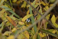 /album/galerie-de-photos-page-daccueil3/a2017-11-07-chavornay-mesange-charbonniere-4-jpg/